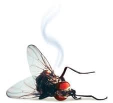 Fly Infestation Fly Infestation