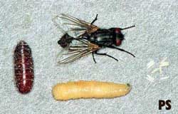 Fly-Control-Auckland