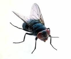 About us Fly Control Auckland
